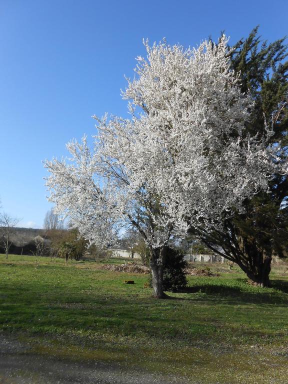 Clos Du Bois Brard B&B Saumur Esterno foto